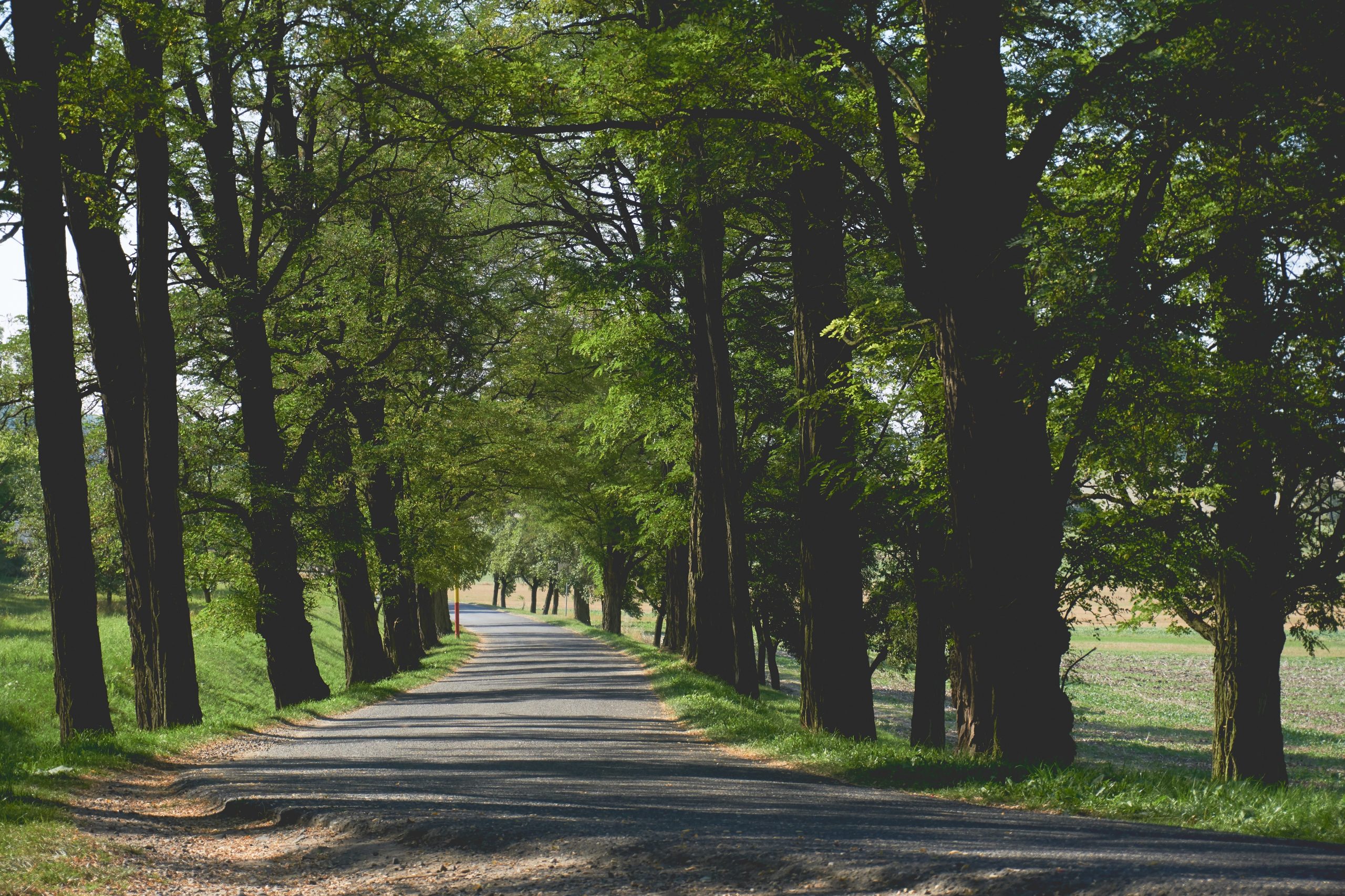 Walking trail near Midtown Park apartments